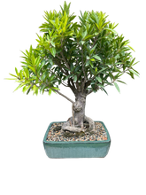 Ficus Nerifolia Bonsai #B1026